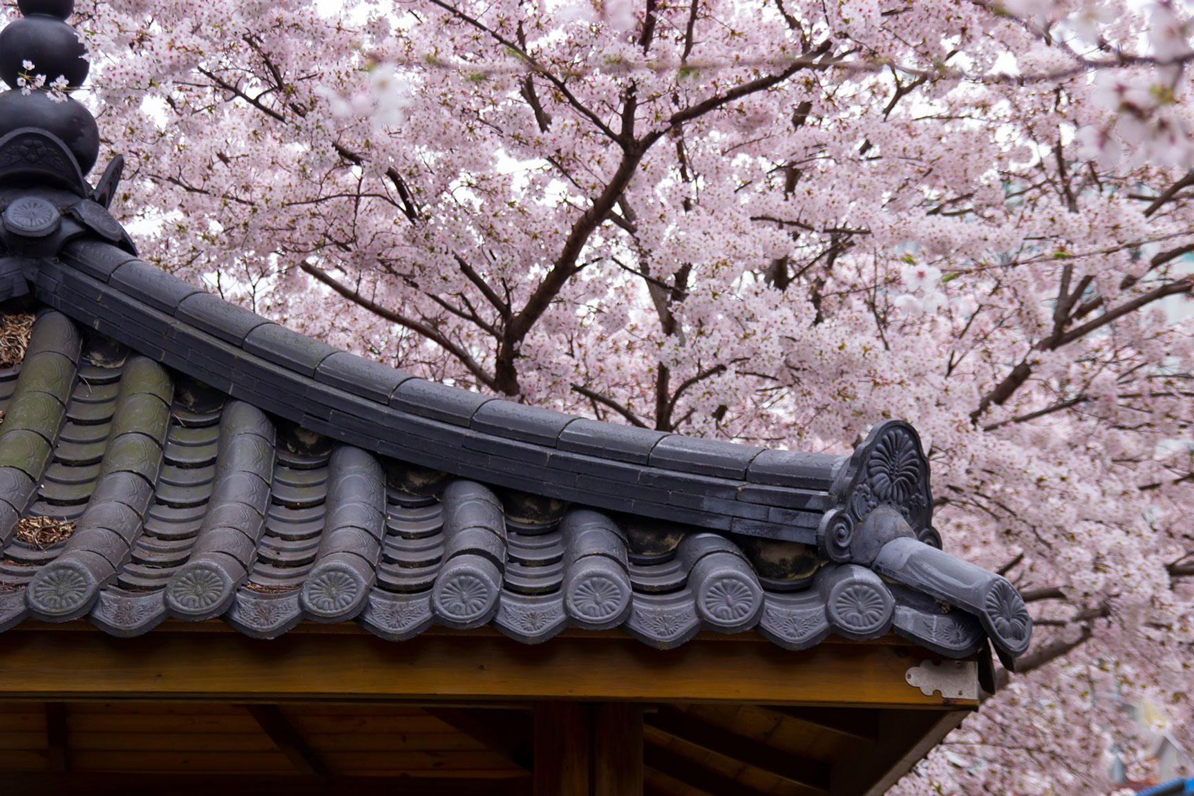 cherry-blossoms-and-korean-architecture-KYD932Ya.jpg